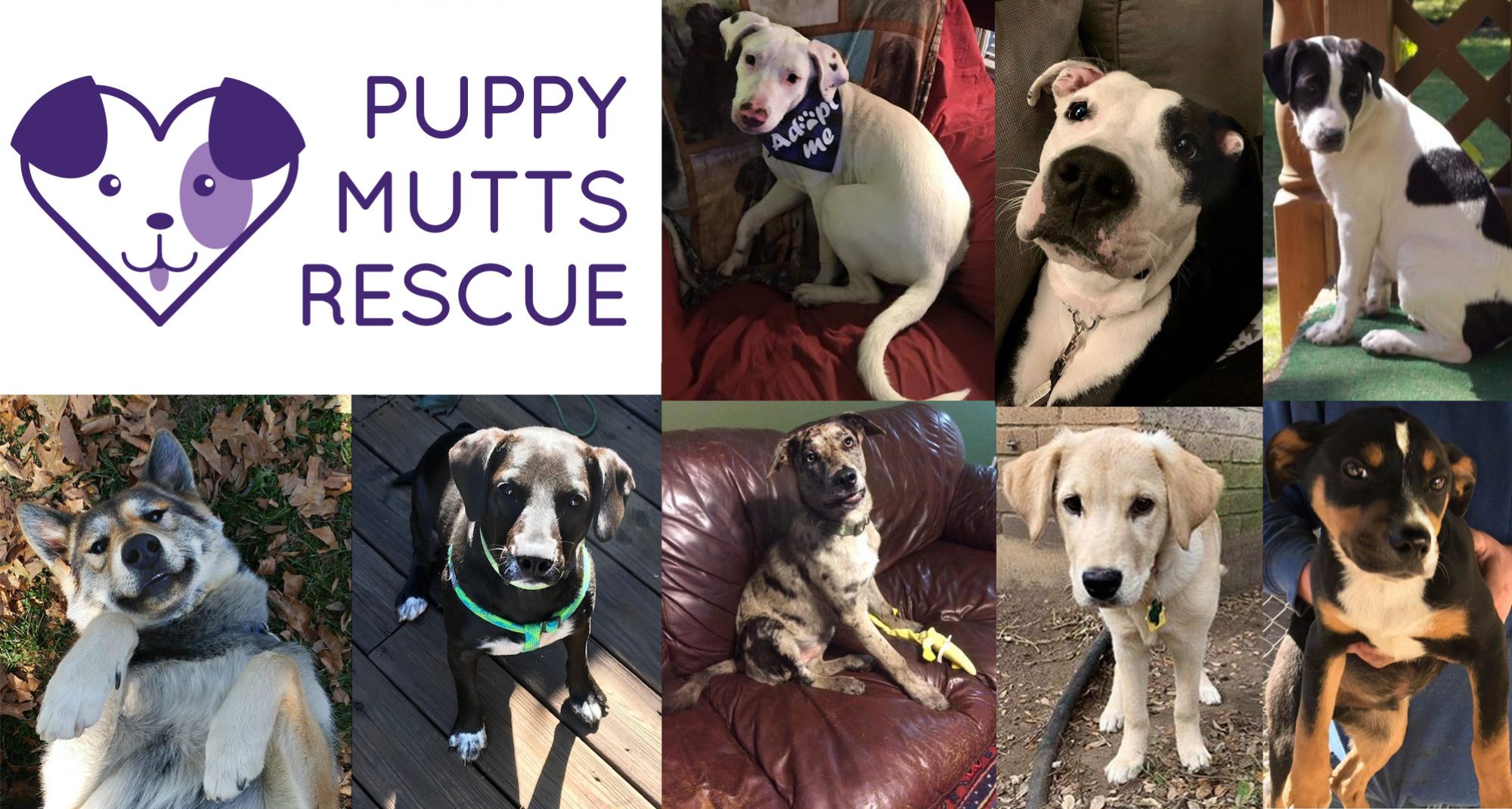 Puppy Mutts Rescue